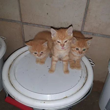 Mitterdiel Daire Pfarrwerfen