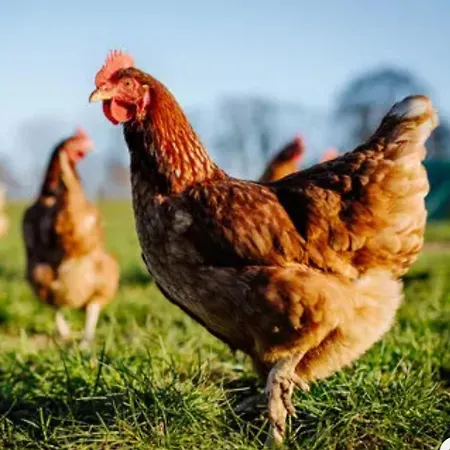 Lejlighed Mitterdiel *