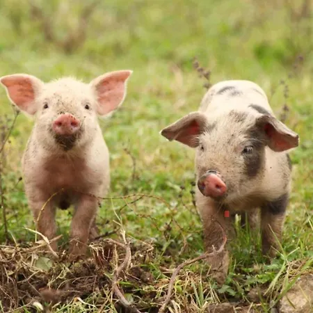 Mitterdiel * פפארוורפן