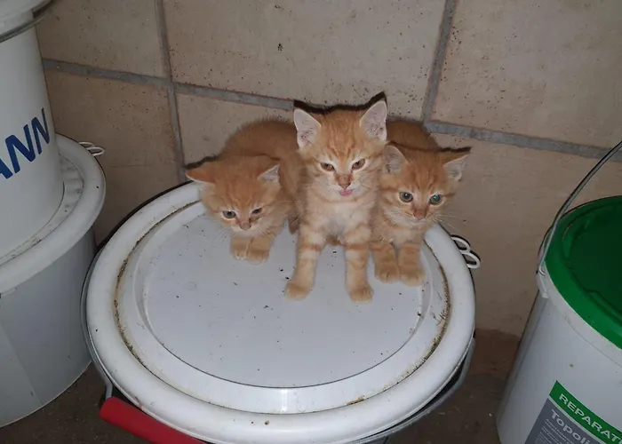 Mitterdiel شقة بفارويرفين