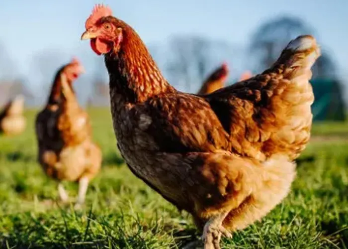 Lejlighed Mitterdiel *