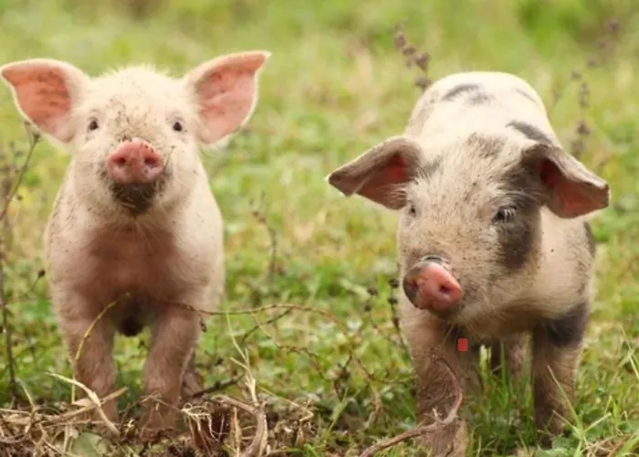 Mitterdiel * بفارويرفين